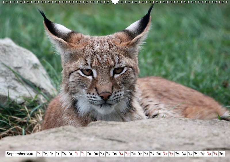 Luchs Englisch Luchs Englisch