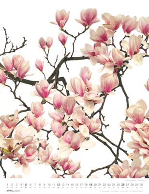 Flora 2020 Kalender Jetzt Gunstig Bei Weltbild Ch Bestellen
