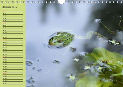 Lebensweisheit Lustige Frosch Bilder Mit Spruche