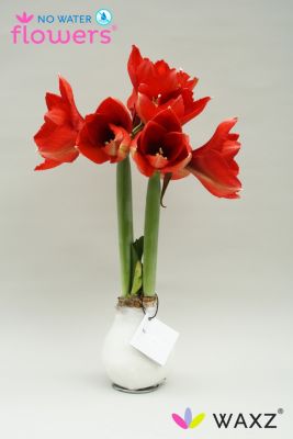 Weihnachtliche Deko Gewachste Amaryllis Dekorieren The