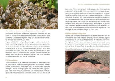 Heimische Eidechsen im Freiland und Terrarium Werner Lantermann