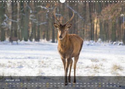 Hirsch Kalender 2020 Wandkalender 2020 Din A3 Quer