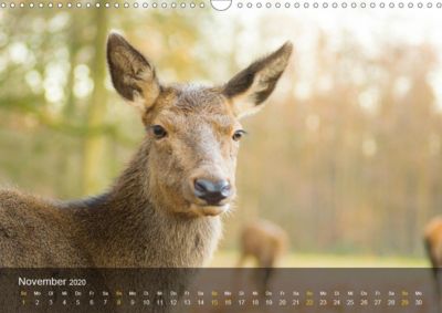 Hirsch Kalender 2020 Wandkalender 2020 Din A3 Quer