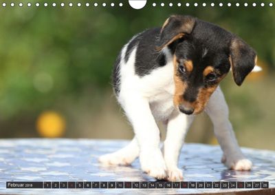 Hunde aus Andalusien suchen ein neues Zuhause Wandkalender 2018 DIN