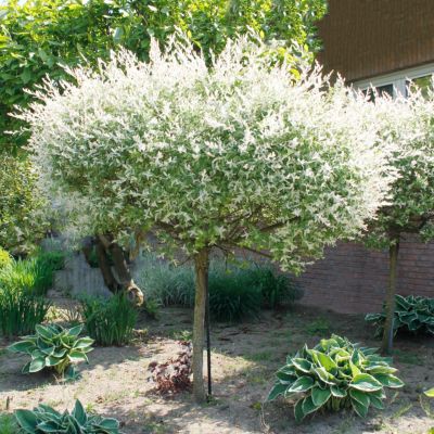 Japanische Harlekinweide Hakuro Nishiki, Stamm, 1 Stück | Weltbild.de