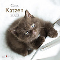 Katzen 2020 Katzen 2020