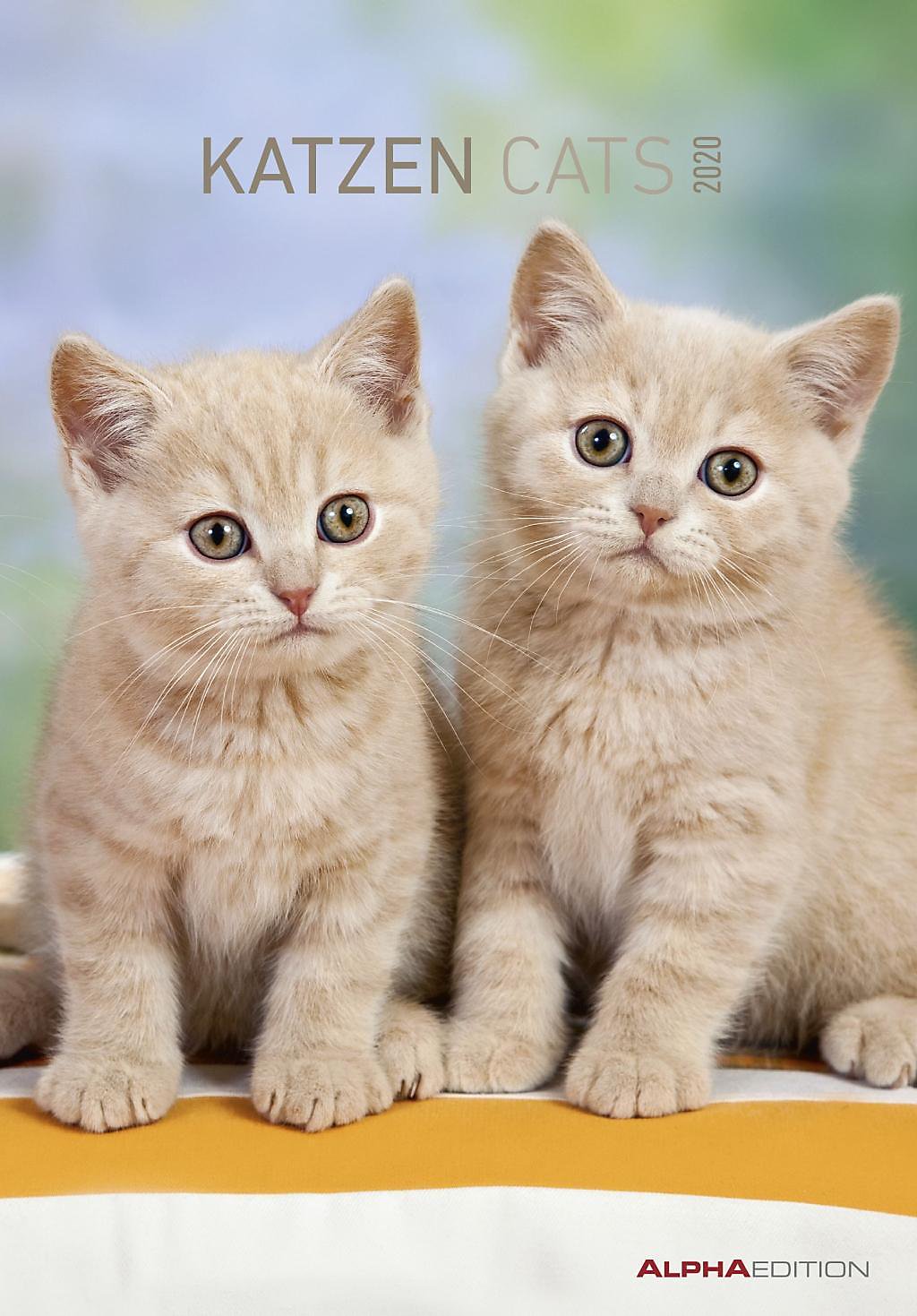 Katzen Cats 2020 Kalender Günstig Bei Weltbildde Bestellen