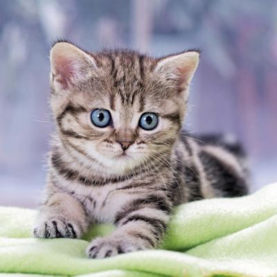 Katzenbabys Kittens 2018 - Kalender bei Weltbild.de bestellen