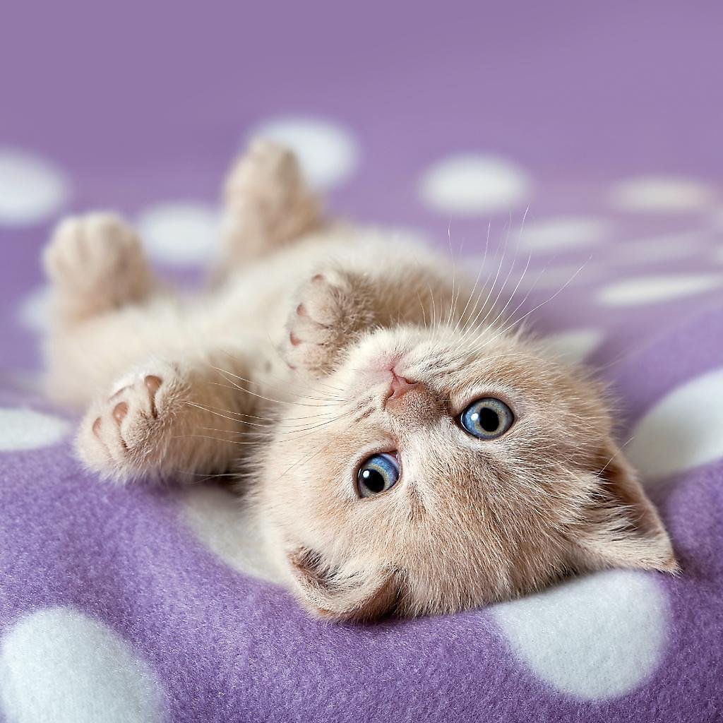 Katzen Babys Katzen Babys