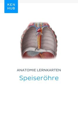 Kenhub Lernkarten: 30 Anatomie Lernkarten: Speiseröhre