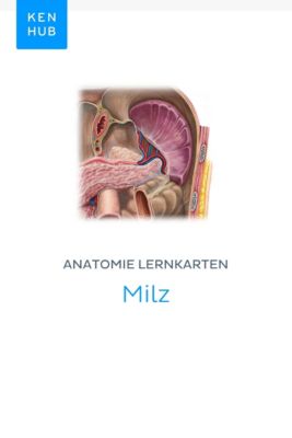 Kenhub Lernkarten: 33 Anatomie Lernkarten: Milz