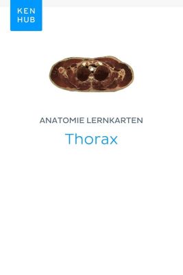 Kenhub Lernkarten: 36 Anatomie Lernkarten: Thorax