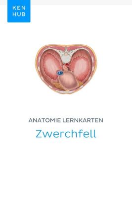 Kenhub Lernkarten: 55 Anatomie Lernkarten: Zwerchfell