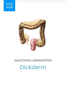 Kenhub Lernkarten: 59 Anatomie Lernkarten: Dickdarm