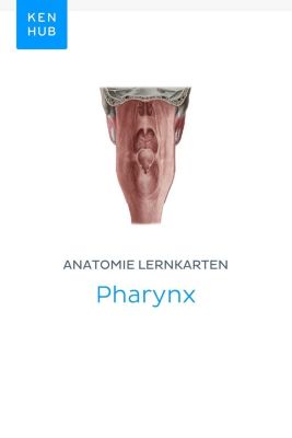 Kenhub Lernkarten: 63 Anatomie Lernkarten: Pharynx