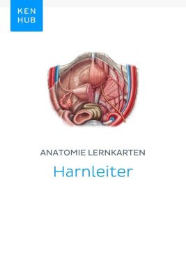 Kenhub Lernkarten: 66 Anatomie Lernkarten: Harnleiter