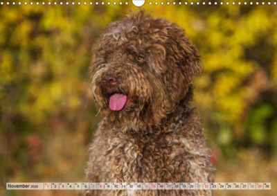 Lagotto Romagnolo Ein Hund Zum Verlieben Wandkalender 2020