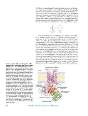 Lehninger Biochemie Buch von David L. Nelson versandkostenfrei bestellen