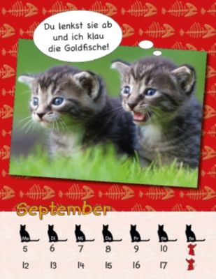 Lolcatz 2016 Kalender Jetzt Günstig Bei Weltbildde Bestellen