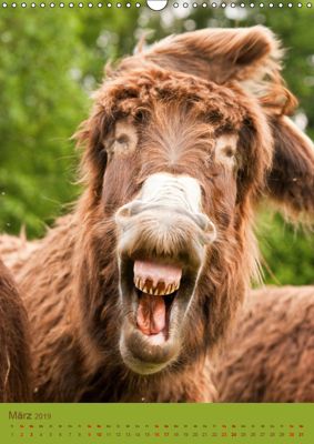 Lustige Esel Bilder Kostenlos