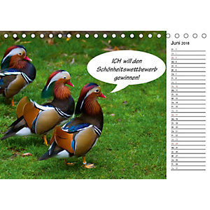 Lustige Tierwelt Lustige Tierwelt