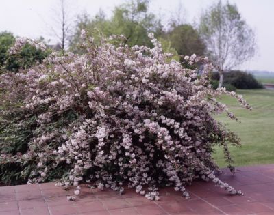 Sträucher Rosa Blühend