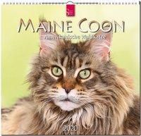 Maine Coon Amerikanische Waldkatze 2020 Kalender Bestellen