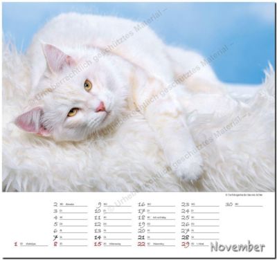 Maine Coon Amerikanische Waldkatze 2020 Kalender Bestellen