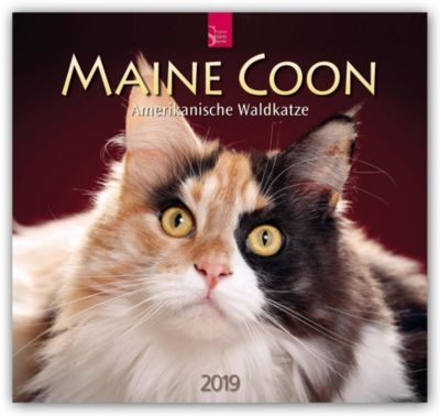 Maine Coon Amerikanische Wildkatze 2019 Kalender Bestellen