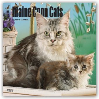 Maine Coon Cats Hundekatzen 2018 18 Monatskalender