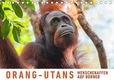 Orang Utans Menschenaffen Auf Borneo Tischkalender 2019 Din