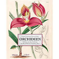 Orchideen Orchideen