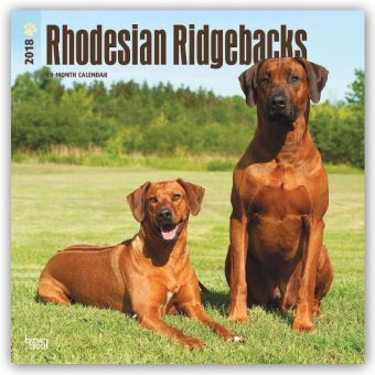 Rhodesian Ridgebacks Afrikanischer Löwenhund 2018 18Monatskalender