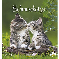 Schmusekatzen 2020 Schmusekatzen 2020