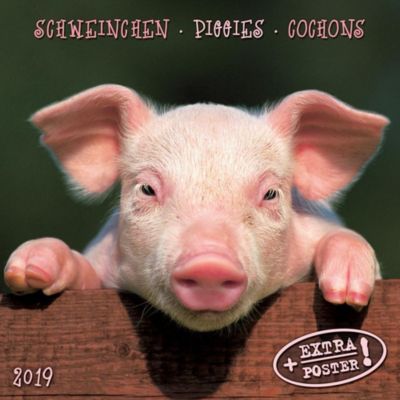 bad piggies 2019 website