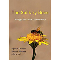 Solitary Bees Solitary Bees