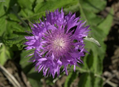 Staude Garten Flockenblume 5 Stauden Rot Bluhend Weltbild De