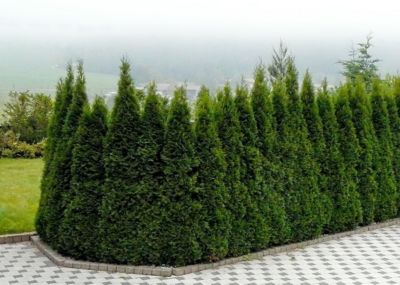 Thuja Smaragd, ca. 4060 cm, 8 Pflanzen für 4 Meter Hecke Weltbild.de