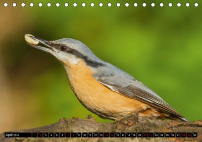 Vogel Aus Dem Garten Tischkalender 2018 Din A5 Quer Kalender