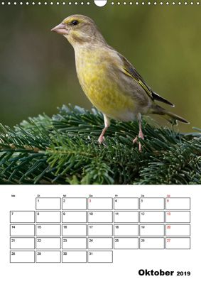 Vögel im heimischen Garten Wandkalender 2019 DIN A3 hoch