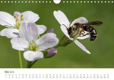 Wildbienen im Garten Wandkalender 2018 DIN A4 quer Dieser